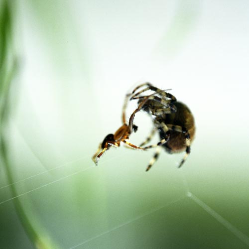 Hand-to-hand fight of spiders - © Norbert Pousseur