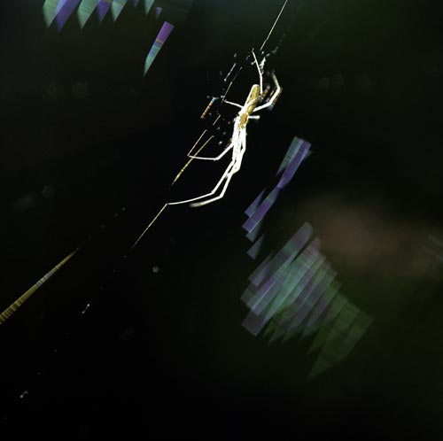 Spider tetragnathe - © Norbert Pousseur