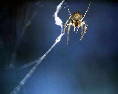 Araña épeire sobre su hilo - © Norbert Pousseur
