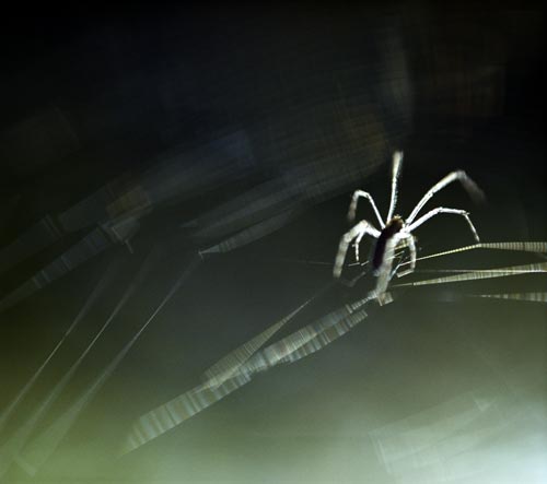 Araña a grandes patas - © Norbert Pousseur