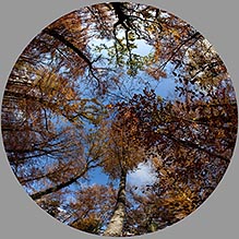 Ronde d'arbres d'automne - � Norbert Pousseur