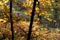 Couple in autumn walk - © Norbert Pousseur