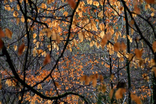 Autumn bush - © Norbert Pousseur