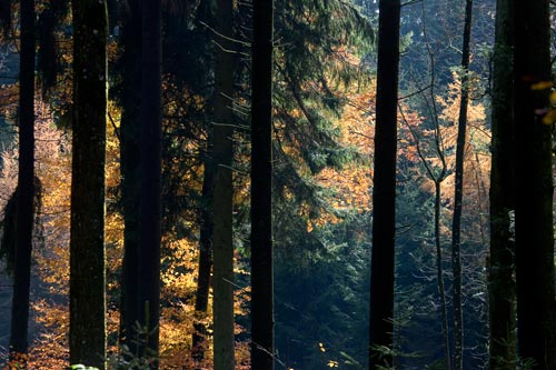 Spruces and autumn larches - © Norbert Pousseur