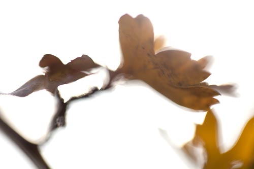Branche d'automne - © Norbert Pousseur