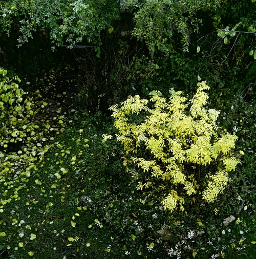 Dog rose bush in autumn - © Norbert Pousseur