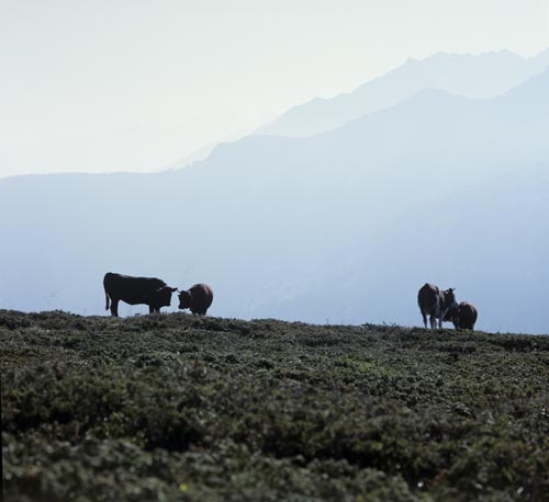 Bovins en montagne - © Norbert Pousseur