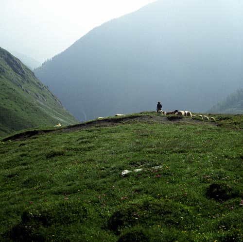 Moutons au col - © Norbert Pousseur