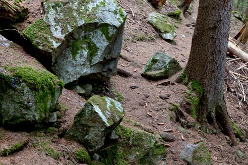 Forest path - © Norbert Pousseur