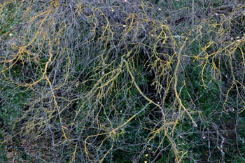 Bois d'hiver - © Norbert Pousseur