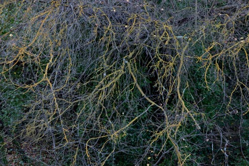Branches de poirier - © Norbert Pousseur