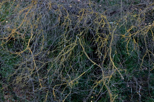 Boughs of pear tree - © Norbert Pousseur