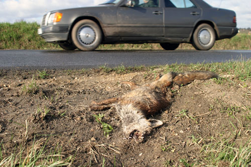 Corpse of fox - © Norbert Pousseur