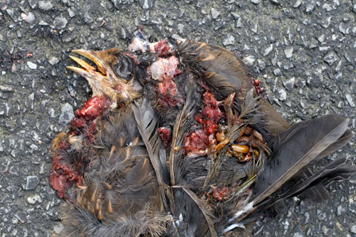 Moineau écrabouillé - © Norbert Pousseur