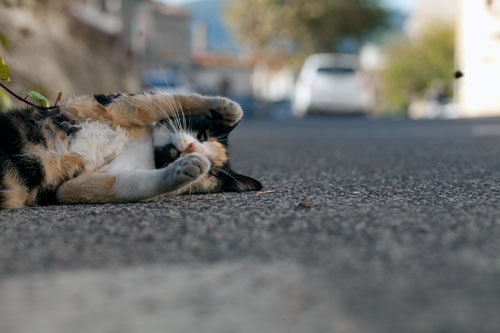 Cadáver de gato - © Norbert Pousseur