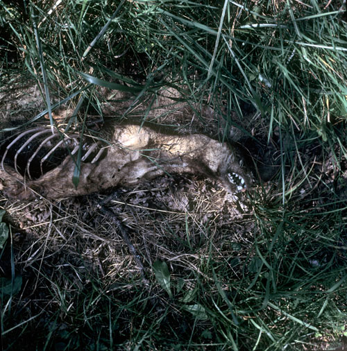 Cadavre de blaireau - © Norbert Pousseur