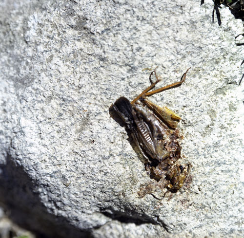 Crushed grasshopper - © Norbert Pousseur