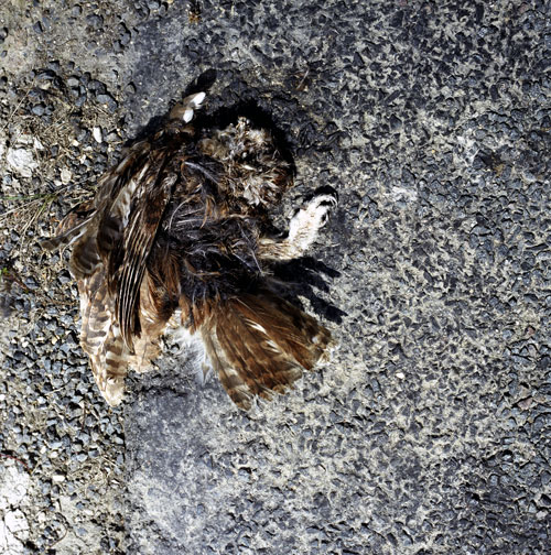 Hibou écrasé sur la route - © Norbert Pousseur