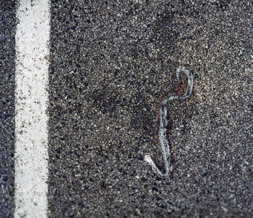 Serpiente cuya piel queda sólo - © Norbert Pousseur