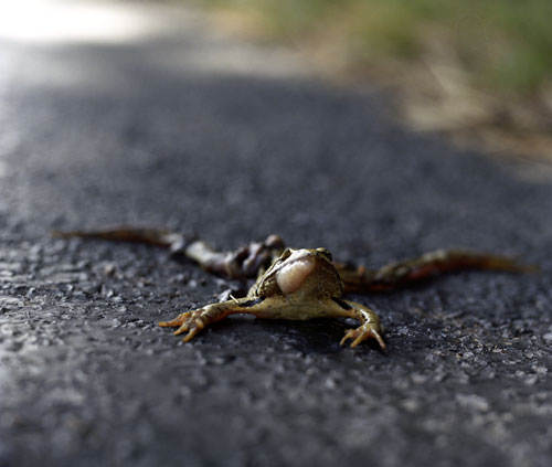 Frog on macadam - © Norbert Pousseur
