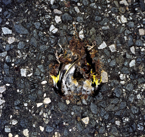 Mésange écrasée - © Norbert Pousseur