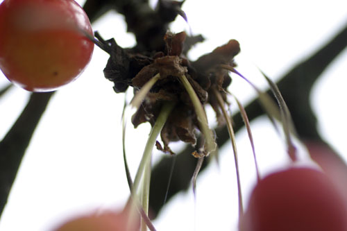 Atadero de cerezas - © Norbert Pousseur