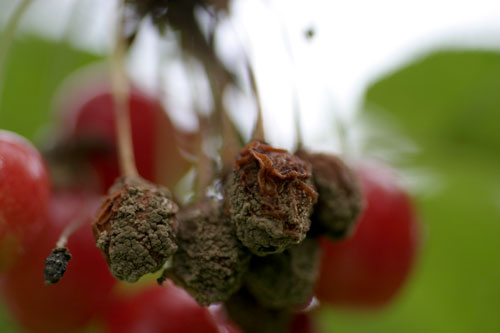 Sick cherries - © Norbert Pousseur