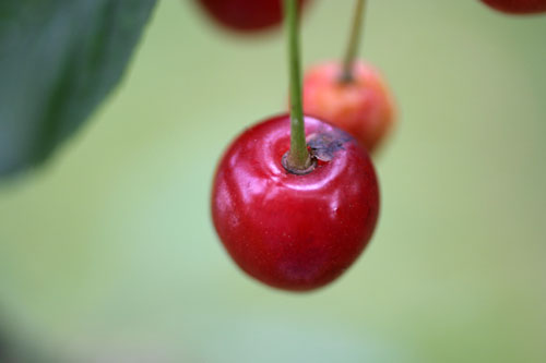 Cherry and its tail - © Norbert Pousseur