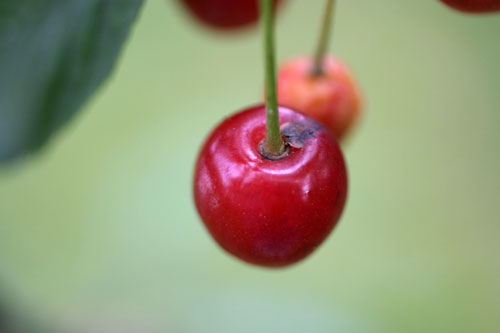 Cereza y su mango - © Norbert Pousseur