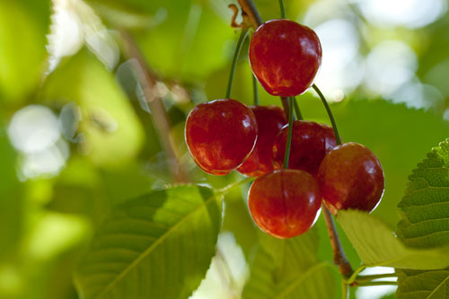 Grappe de cerises - © Norbert Pousseur