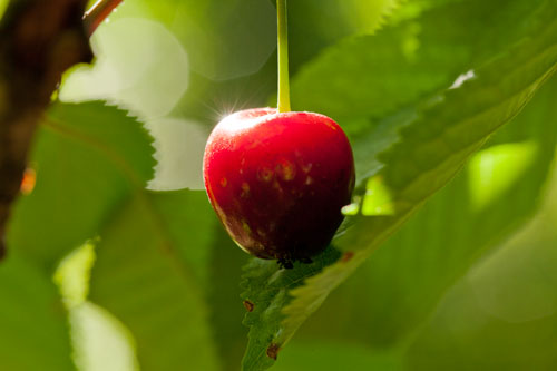 Cerise au soleil - © Norbert Pousseur