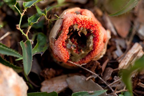 Heart of red puffball - © Norbert Pousseur