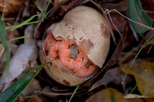 Clathre, oeuf rouge - © Norbert Pousseur