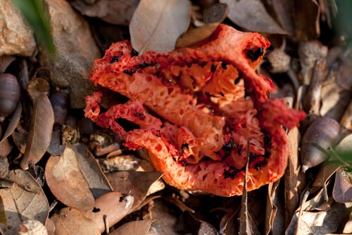Cadavre de champignon rouge - © Norbert Pousseur