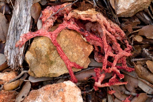 Filaments de champignon rouge - © Norbert Pousseur