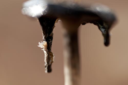 Ink tears of hairy inky cap - © Norbert Pousseur