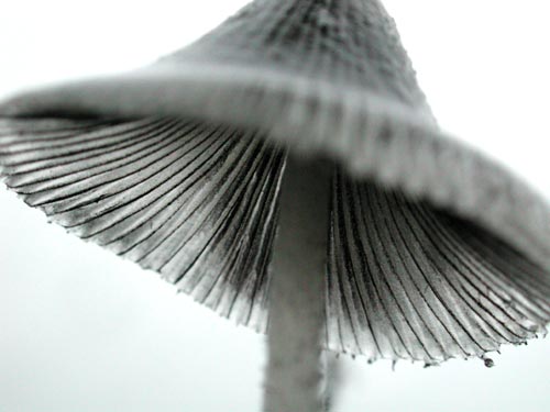 Small glass mushroom - © Norbert Pousseur