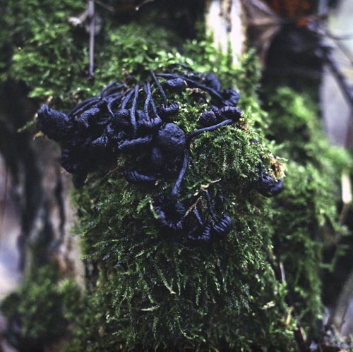 Corpses of black mushrooms - © Norbert Pousseur