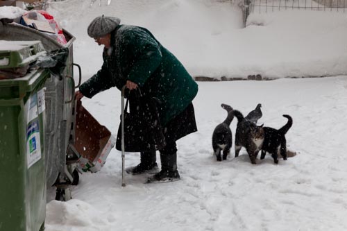 Tres gatos  que esperan bajo la nieve su pitanza - © Norbert Pousseur