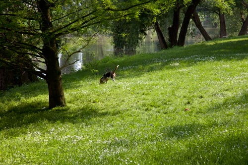 Chien en promenade - © Norbert Pousseur