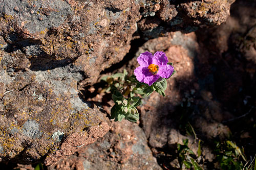 Small plantation of cistus - © Norbert Pousseur