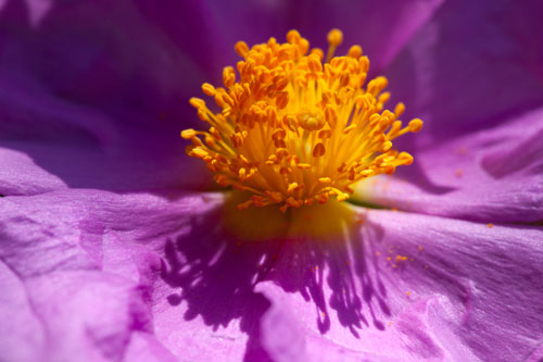 Heart of pink cistus - © Norbert Pousseur