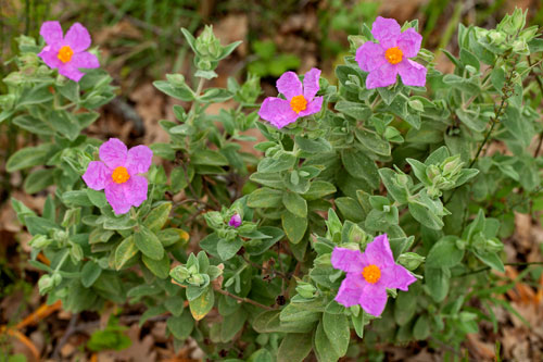 Shrub of pink cistus - © Norbert Pousseur