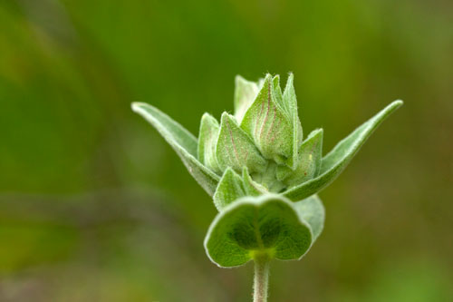 Tête florale de ciste - © Norbert Pousseur