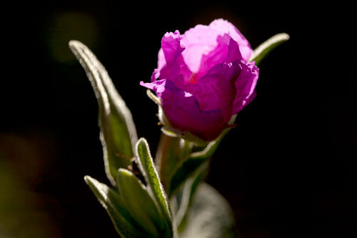 Ciste rosa en contraluz - © Norbert Pousseur