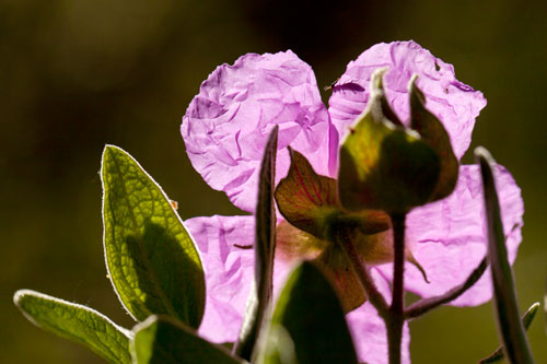 Big-open cistus - © Norbert Pousseur