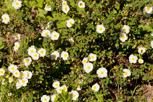 Plantation of white cistus - © Norbert Pousseur