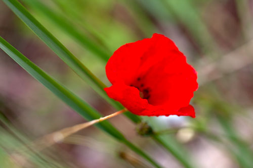 Poppy in section - © Norbert Pousseur