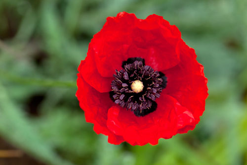 Coeur de coquelicot - © Norbert Pousseur