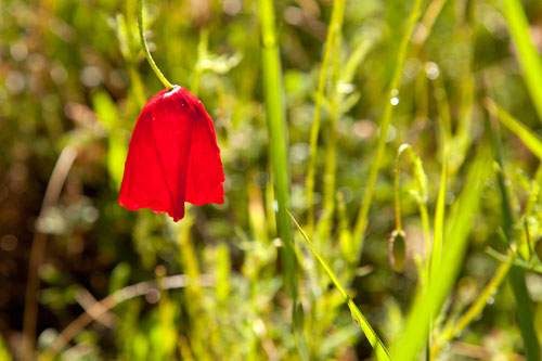 Poppy after the rain - © Norbert Pousseur